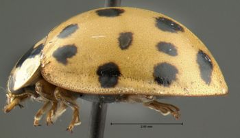 Media type: image;   Entomology 602362 Aspect: habitus lateral view